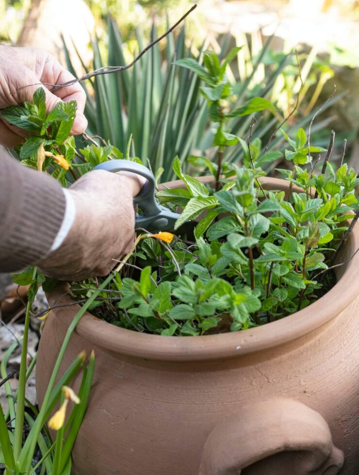 gardening the mint