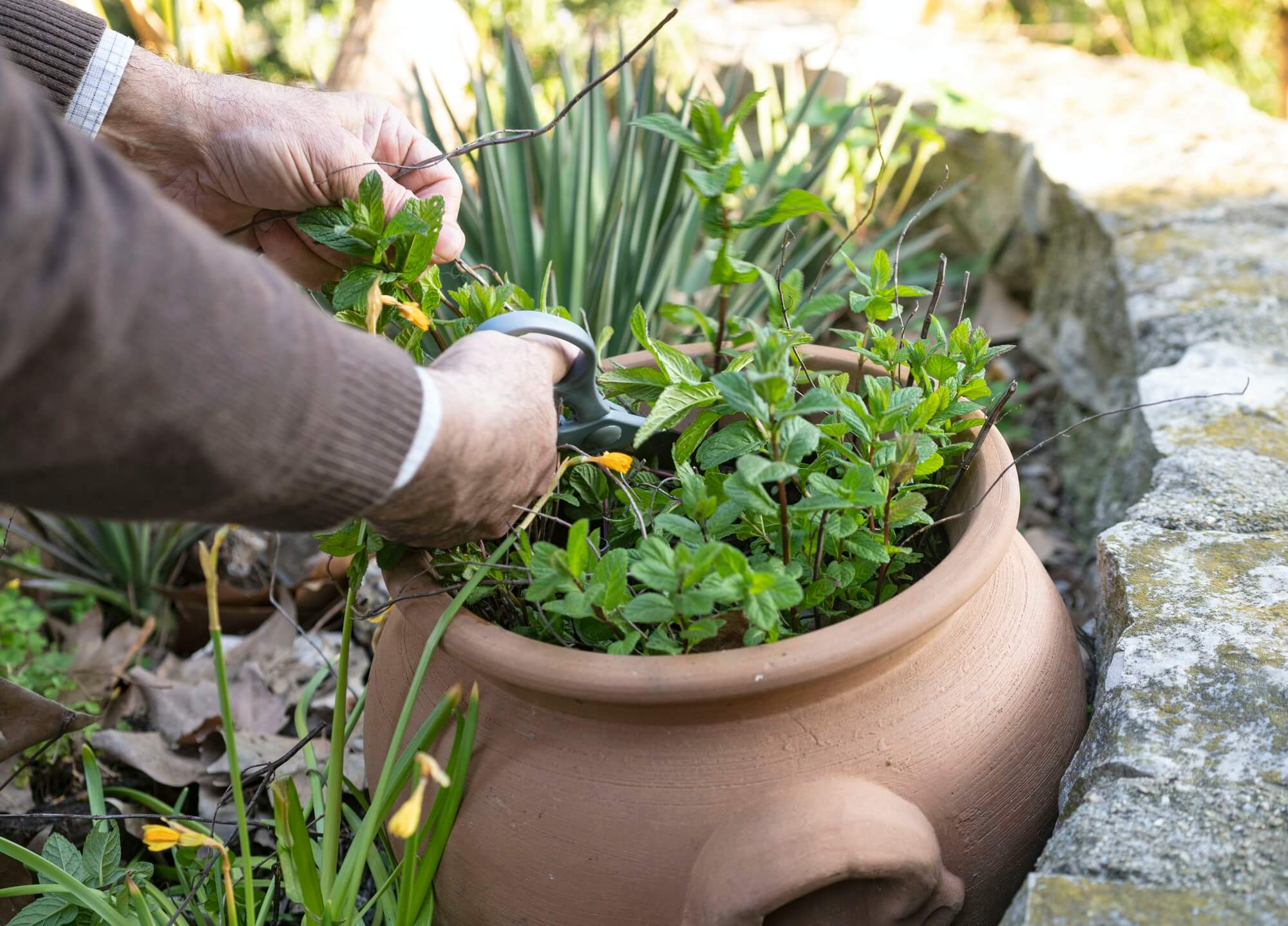 gardening the mint